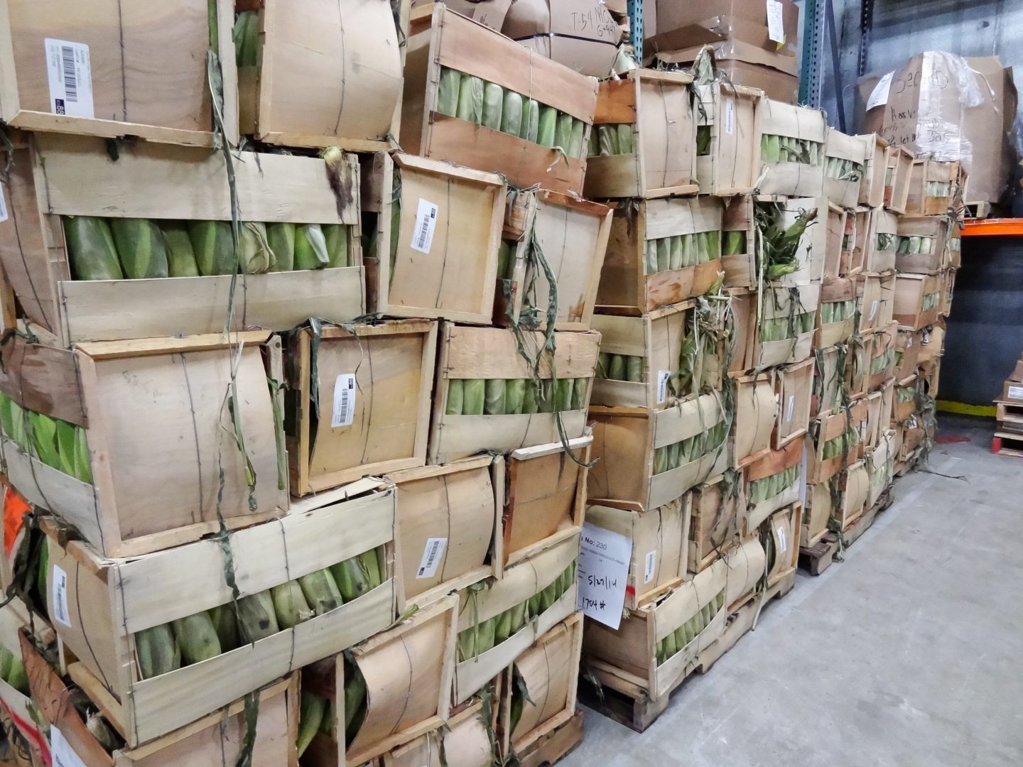 A stack of boxes covered in green leaves, forming a large pile.